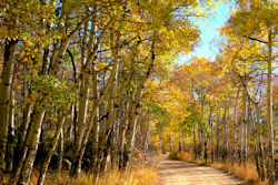 Aspens